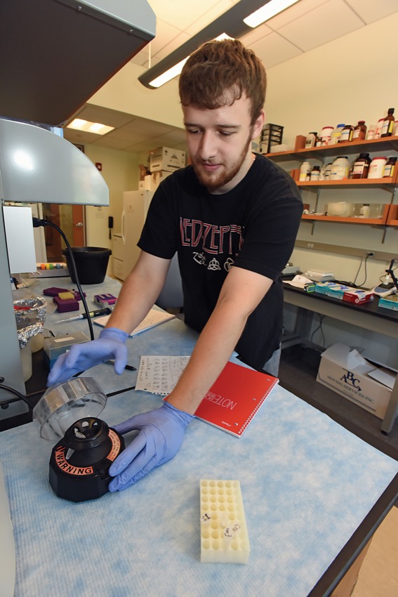 Student research assistant Ethan FitzGerald ’16 studying fin regeneration in zebrafish
