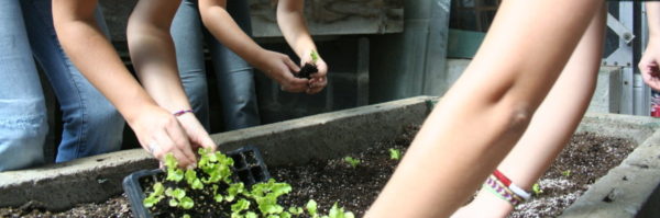 Planting a garden