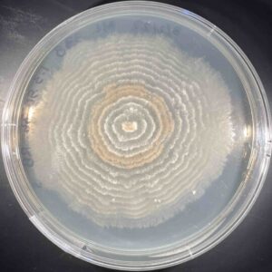 Photo of a fungus growing in a petri dish. The fungus takes up nearly the entire dish, and has grown in orange and beige rings outward from a central point