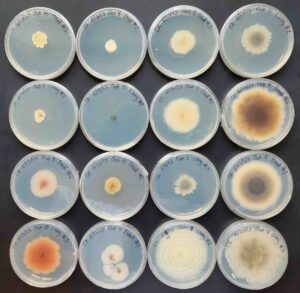 four by four grid of petri dishes with a colorful fungal colony on each dish