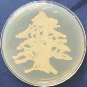 Petri dish with drawing of a Lebanese cedar tree indicated in the center using yeast colonies