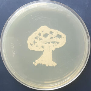 Petri dish with drawing of a mushroom indicated in the center using yeast colonies