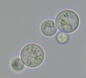 Two yeast cells with buds attached. The cells are large and round, and the buds are smaller round circles attached to the larger round circles.