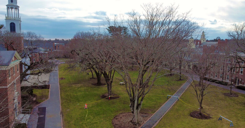 Japanese Zelkova (Zelkova serrata)