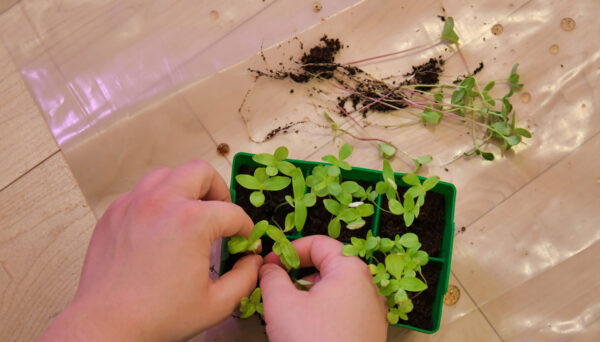 Garden for Incarcerated Mothers