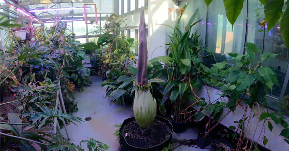 Corpse flower in the greenhouse