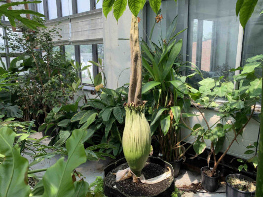 Corpse flower gallery