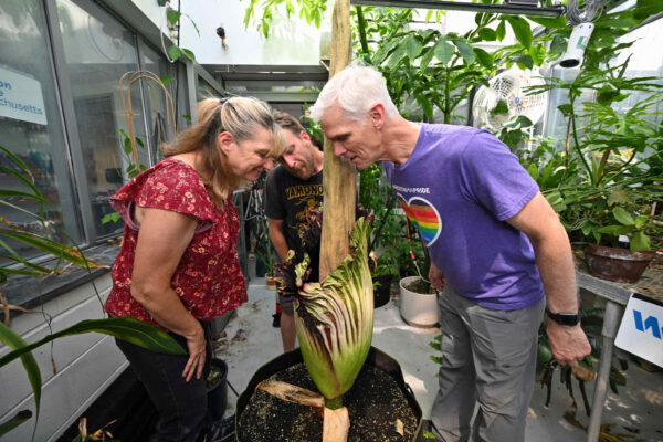 Corpse flower gallery