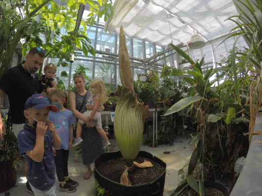 Corpse flower gallery