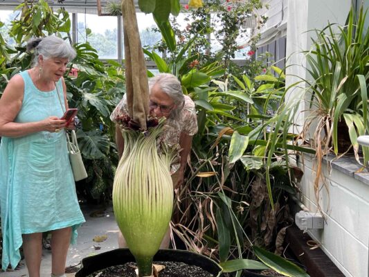 Corpse flower gallery