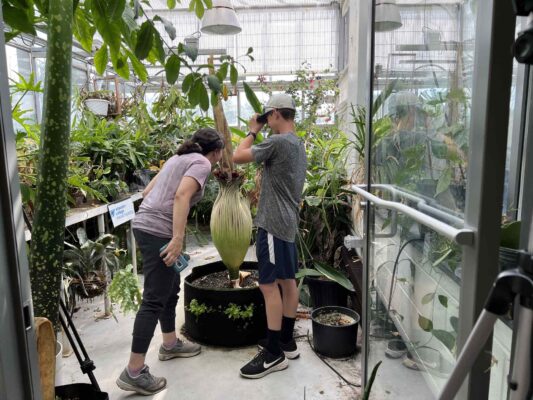 Corpse flower blooming in greenhouse
