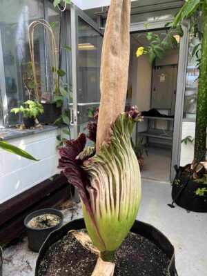 Corpse flower gallery