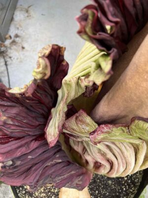 Corpse flower gallery