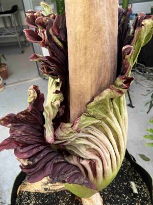 Corpse flower gallery