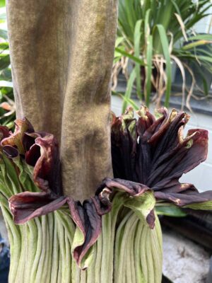 Corpse flower gallery