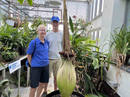 Corpse flower gallery