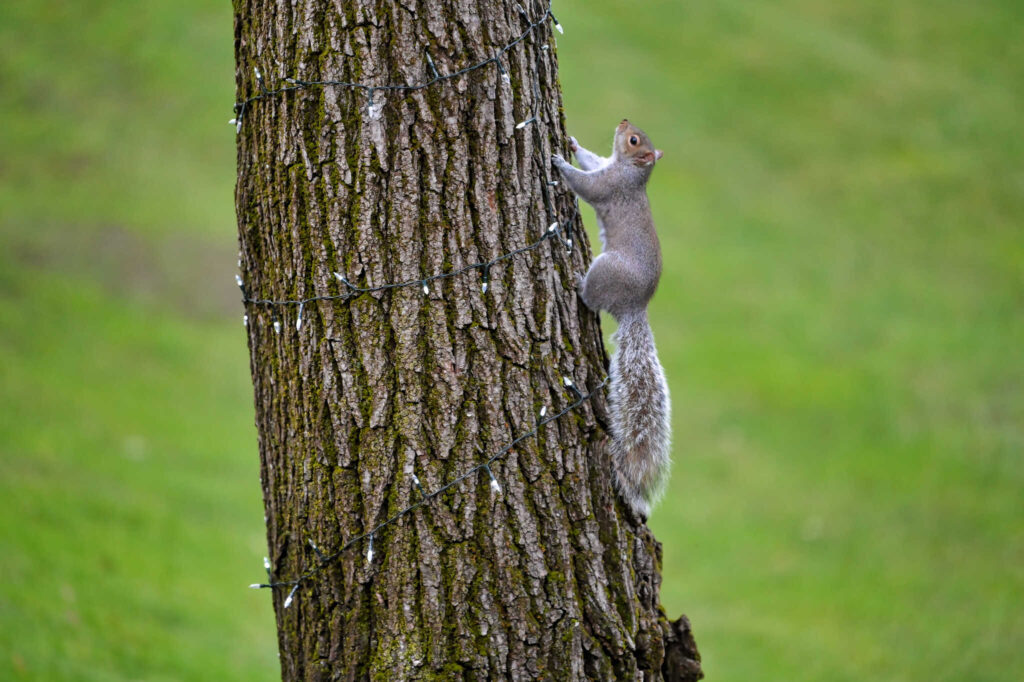 Squirrel climbing a tree wrapped in lights
