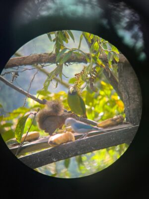 Close-up shot of two birds and a squirrel eating on a tree.