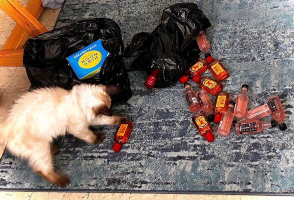 A kitten playing with a small bottle of alcohol next to black plastic bags and a pile of small bottles of alcohol.