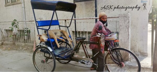 A rickshaw driver with a dog sleeping on the seat of his rickshaw.