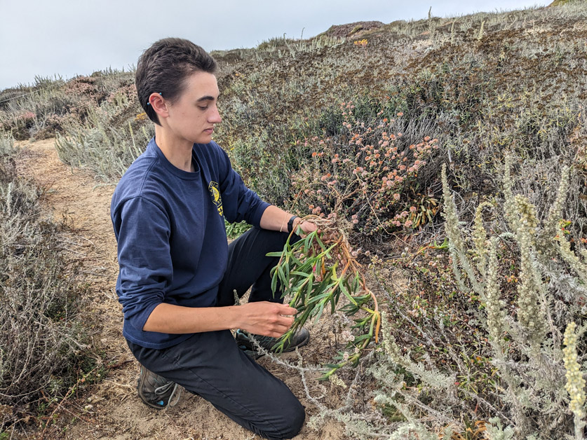 Nat Gibbs removes invasive plant life from Fort Ord Dunes State Park.