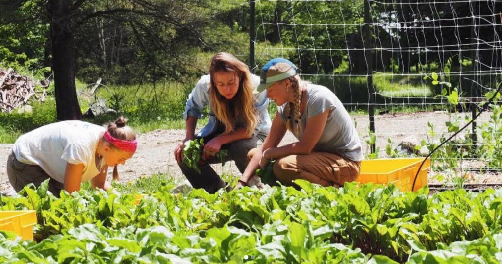 Three individuals wearing t-shirts and pants tend to vegetables in a garden.