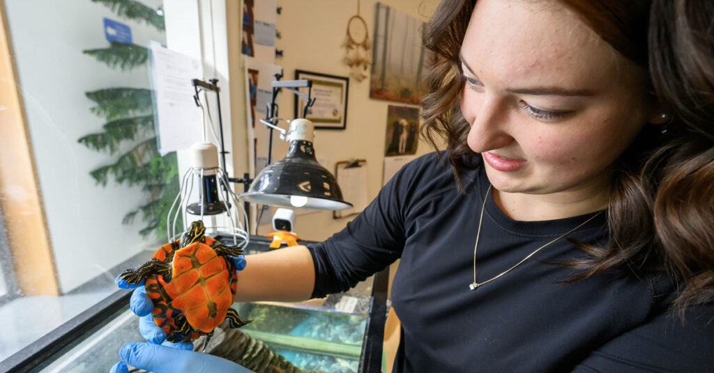 A young woman with dark hair wearing a black shirt and blue rubber gloves inspects the belly of a young turtle.