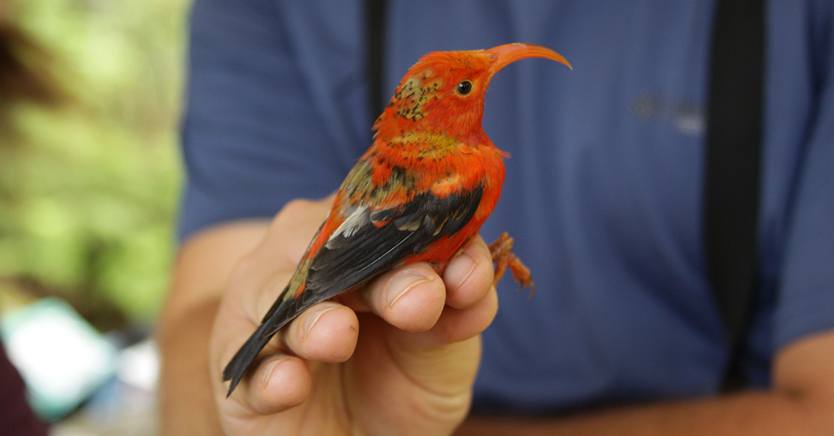 A red bird with a curved red beak is held in a person's hand.