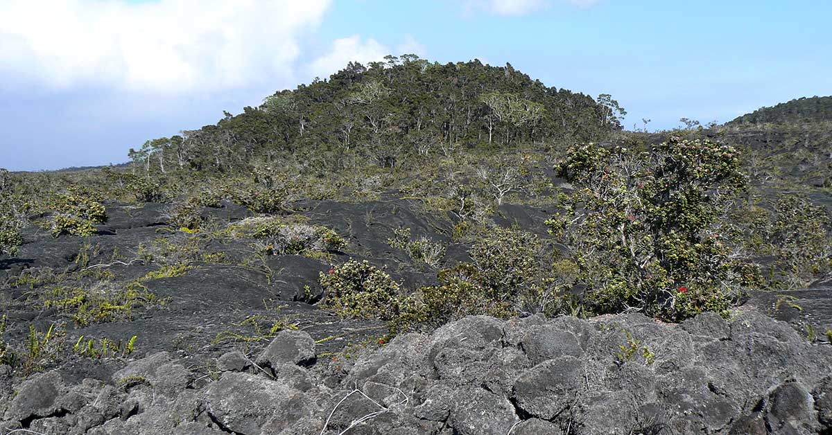 A rocky slope dotted with small shrubs in the foreground with a small island of large trees clustered together in the distance.