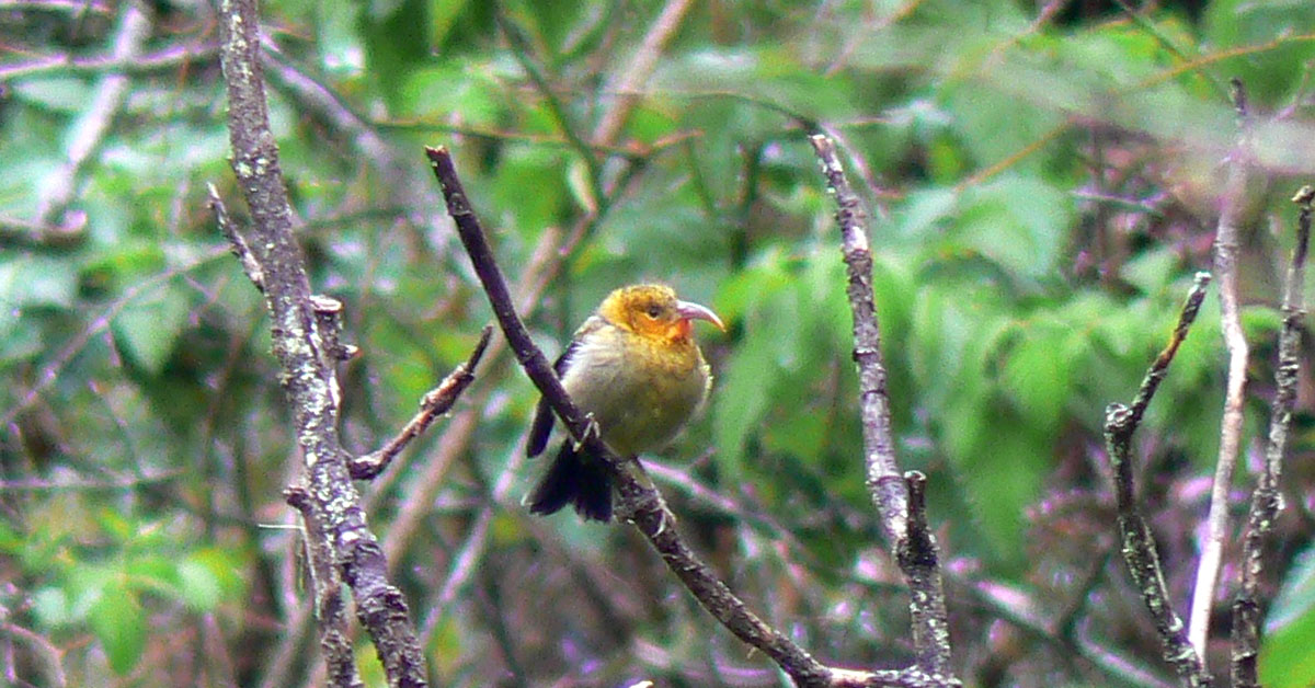 A small bird with a curved beak, yellow head and black wings and tail is perched on a slender branch in a heavily wooded forest.