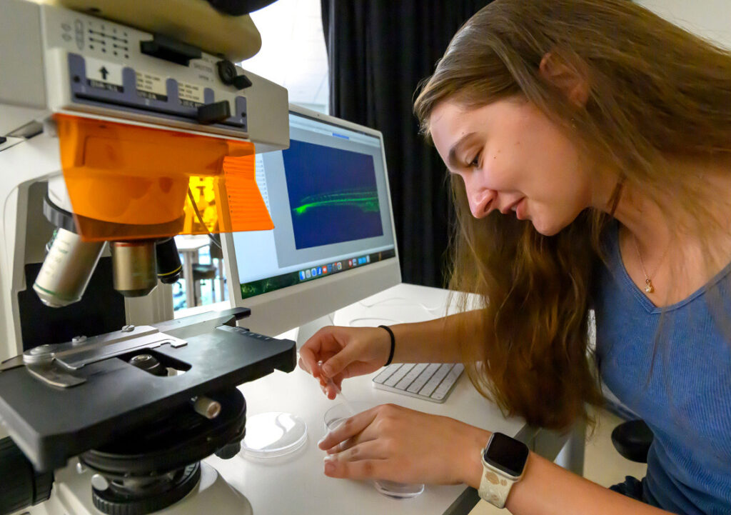 A young woman wearing a casual blue top and has a watch on her wrist is working at a laboratory microscope. She is focused on her task, leaning slightly forward as she examines samples placed on the microscope stage. A digital computer displa in the lab setting shows a colorful image, likely of the samples being analyzed.